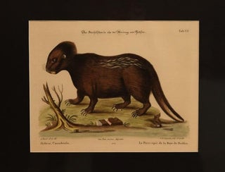 Item #000740 [Engraving - The Hudson Bay Porcupine]. Johann Michael Seligmann
