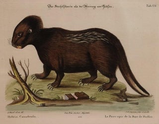 [Engraving - The Hudson Bay Porcupine]