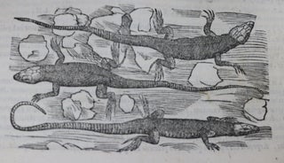 Commentario Secundo Aucti, in Libros Sex Pedacii Dioscoridis Anazarbei De Medica Materia