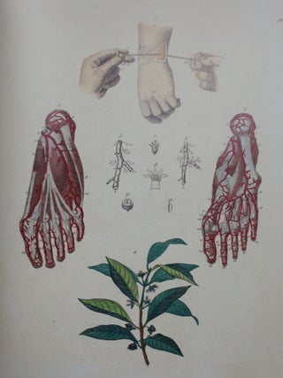 La Medicine Pittoresque