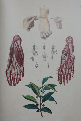 La Medicine Pittoresque