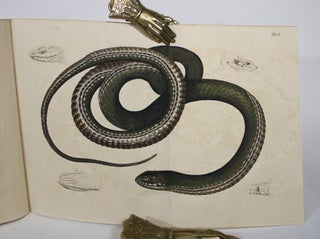 Dalmatiae Nova Serpentum Genera