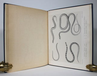 Item #015947 Etudes Zoologiques Sur La Faune du Lac de Tiberiade Suivies d'un Apercu sur la Faune...